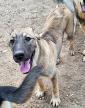 LILY, Hund, Mischlingshund in Kroatien - Bild 13