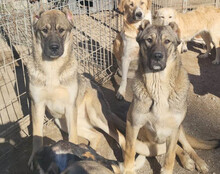 LILY, Hund, Mischlingshund in Kroatien - Bild 2