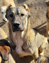 LILY, Hund, Mischlingshund in Kroatien - Bild 3