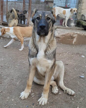 LILY, Hund, Mischlingshund in Kroatien - Bild 4