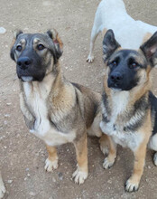 LILY, Hund, Mischlingshund in Kroatien - Bild 5