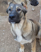 LILY, Hund, Mischlingshund in Kroatien - Bild 6