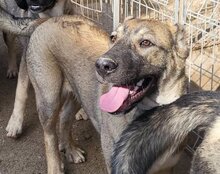 LILY, Hund, Mischlingshund in Kroatien - Bild 7
