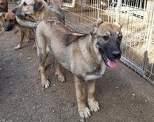 LILY, Hund, Mischlingshund in Kroatien - Bild 9