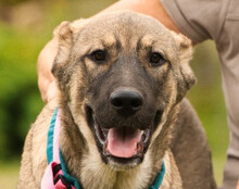 LOTTIE, Hund, Herdenschutzhund-Mix in Kroatien - Bild 1