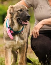 LOTTIE, Hund, Herdenschutzhund-Mix in Kroatien - Bild 10