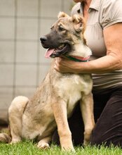 LOTTIE, Hund, Herdenschutzhund-Mix in Kroatien - Bild 11