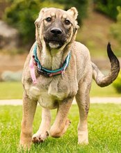 LOTTIE, Hund, Herdenschutzhund-Mix in Kroatien - Bild 14