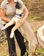 LOTTIE, Hund, Herdenschutzhund-Mix in Kroatien - Bild 15