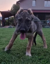 LOTTIE, Hund, Herdenschutzhund-Mix in Kroatien - Bild 18