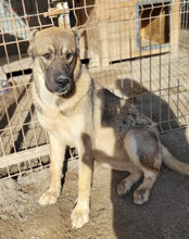 LOTTIE, Hund, Herdenschutzhund-Mix in Kroatien - Bild 2