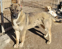 LOTTIE, Hund, Herdenschutzhund-Mix in Kroatien - Bild 3