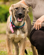 LOTTIE, Hund, Herdenschutzhund-Mix in Kroatien - Bild 5