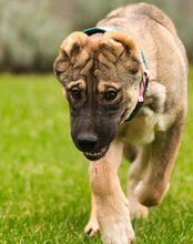 LOTTIE, Hund, Mischlingshund in Kroatien - Bild 12