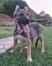LOTTIE, Hund, Mischlingshund in Kroatien - Bild 16