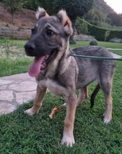 LOTTIE, Hund, Mischlingshund in Kroatien - Bild 17