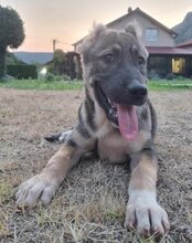 LOTTIE, Hund, Mischlingshund in Kroatien - Bild 20