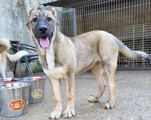 LOTTIE, Hund, Mischlingshund in Kroatien - Bild 6