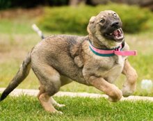 LOTTIE, Hund, Mischlingshund in Kroatien - Bild 9