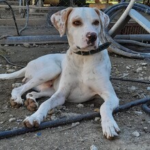 MYLO, Hund, Mischlingshund in Griechenland - Bild 2