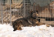 IBIZA, Hund, Mischlingshund in Rumänien - Bild 10