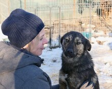 IBIZA, Hund, Mischlingshund in Rumänien - Bild 11