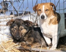 IBIZA, Hund, Mischlingshund in Rumänien - Bild 12