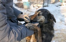 IBIZA, Hund, Mischlingshund in Rumänien - Bild 13