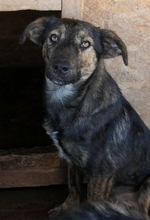 IBIZA, Hund, Mischlingshund in Rumänien - Bild 2