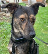 IBIZA, Hund, Mischlingshund in Korntal-Münchingen