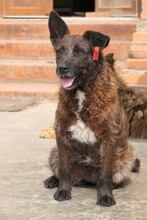 AIDA, Hund, Mischlingshund in Rumänien - Bild 5