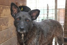 AIDA, Hund, Mischlingshund in Rumänien - Bild 6