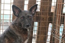 AIDA, Hund, Mischlingshund in Rumänien - Bild 7