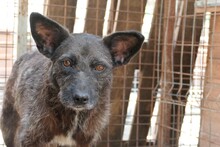 AIDA, Hund, Mischlingshund in Rumänien - Bild 8