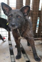 AIDA, Hund, Mischlingshund in Rumänien - Bild 9
