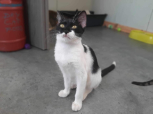SERENA, Katze, Hauskatze in Vaterstetten - Bild 4