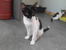 SERENA, Katze, Hauskatze in Vaterstetten - Bild 5