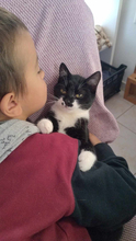 TOUBITSA, Katze, Hauskatze in Vaterstetten