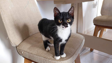TOUBITSA, Katze, Hauskatze in Vaterstetten - Bild 2