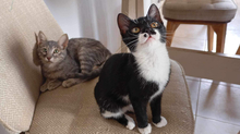 TOUBITSA, Katze, Hauskatze in Vaterstetten - Bild 3