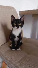TOUBITSA, Katze, Hauskatze in Vaterstetten - Bild 4