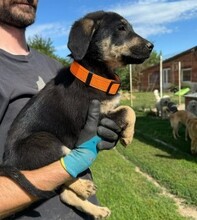 FANTA, Hund, Mischlingshund in Rumänien - Bild 11