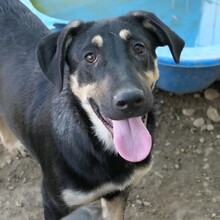 FANTA, Hund, Mischlingshund in Rumänien - Bild 9