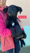 BRENDA, Hund, Mischlingshund in Italien - Bild 2