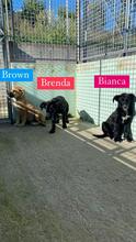 BRENDA, Hund, Mischlingshund in Italien - Bild 4