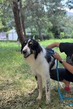 ONNO, Hund, Herdenschutzhund in Krefeld