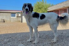 OZORA, Hund, Herdenschutzhund in Wurzen - Bild 3