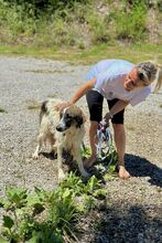 OZORA, Hund, Herdenschutzhund in Wurzen - Bild 5