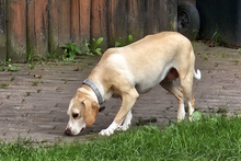 FIO, Hund, Beagle-Mix in Waldkappel - Bild 3