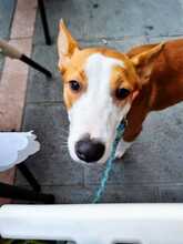 MALLI, Hund, Podenco-Mix in Spanien - Bild 11